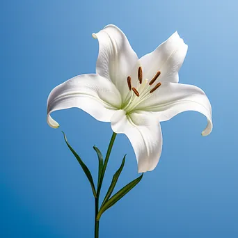 Single white lily on blue background - Image 3