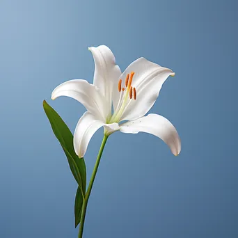 Single white lily on blue background - Image 4