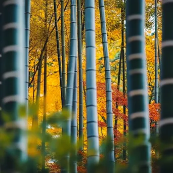 Vibrant bamboo forest in autumn with colorful foliage - Image 1