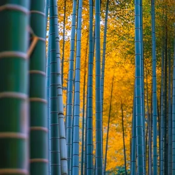 Vibrant bamboo forest in autumn with colorful foliage - Image 2