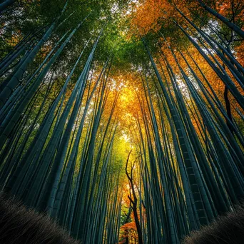 Autumn Bamboo Forest