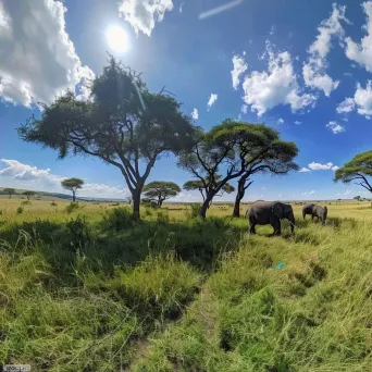 Expansive savanna with grazing elephants and acacia trees - Image 2