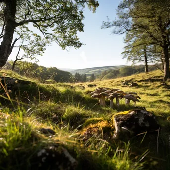 Woodland clearing with a view of hills and wild mushrooms. - Image 4