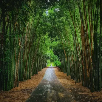 Tranquil Bamboo Forest Pathway