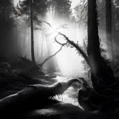 Misty dawn in an ancient forest - Image 3