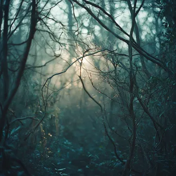 Soft morning light filtering through forest trees - Image 1