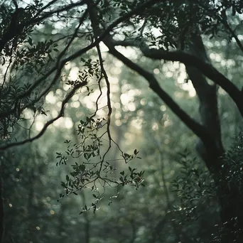 Tranquil Morning Light in Forest