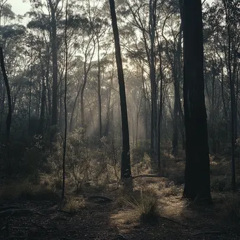 Soft morning light filtering through forest trees - Image 4