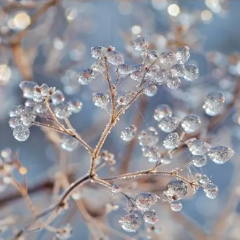 frost and water droplet - Image 4