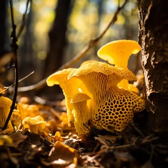 Bright Yellow Morel Mushrooms in Forest