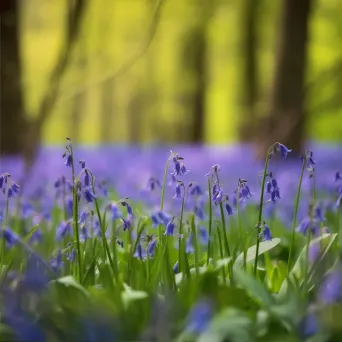 bluebell flowers close-up - Image 2