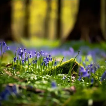 bluebell flowers close-up - Image 3