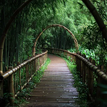 Bamboo Bridge in Forest