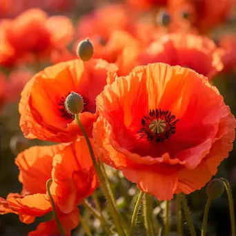 poppy close-up - Image 2