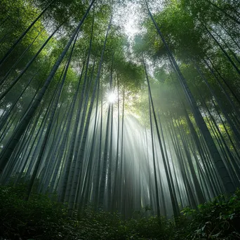 Misty Bamboo Forest