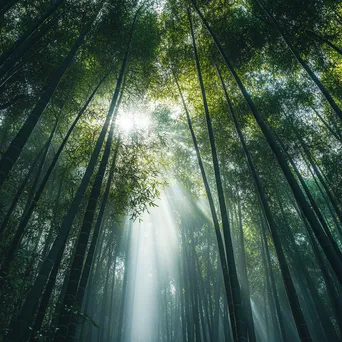 Misty bamboo forest with sunlight filtering through the leaves - Image 3