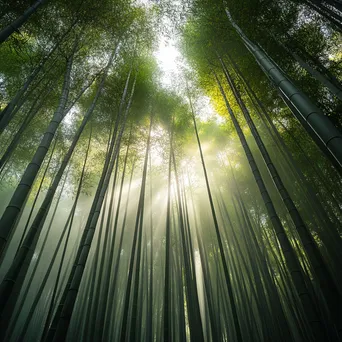 Misty bamboo forest with sunlight filtering through the leaves - Image 4