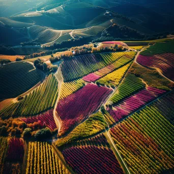 Aerial View of Vibrant Vineyards During Harvest