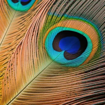 Peacock feather with geometric patterns - Image 3