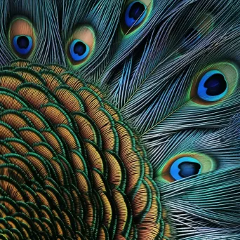 Peacock feather with geometric patterns - Image 4