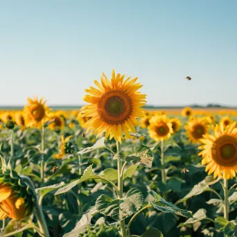 Field of sunflowers in full bloom under a clear blue sky - Image 3