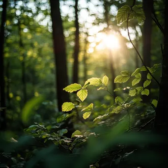 Blurred forest with soft sunlight filtering through leaves - Image 1