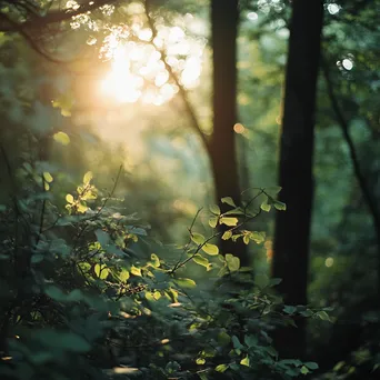 Blurred forest with soft sunlight filtering through leaves - Image 2