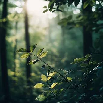 Blurred forest with soft sunlight filtering through leaves - Image 3