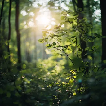 Sunlit Forest Background