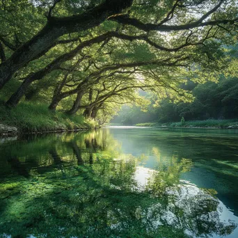 Natural spring with overhanging trees reflecting on the water - Image 1