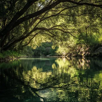 Natural spring with overhanging trees reflecting on the water - Image 3