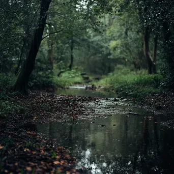 Rainy Woodland Clearing with Stream