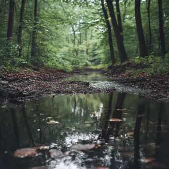 Woodland clearing during a gentle rain with a nearby stream. - Image 4