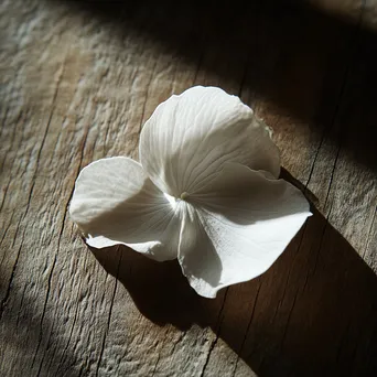 Flower Petal on Wood