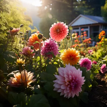 Dahlia and Zinnia Garden