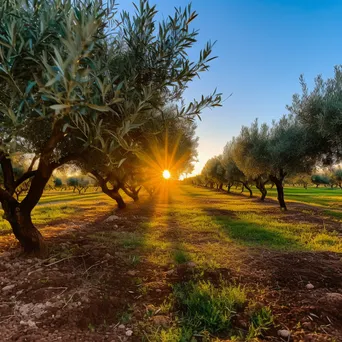 Serene olive orchard at dusk bathed in warm light. - Image 4