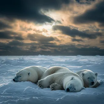 Polar Bears on the Snowy Tundra