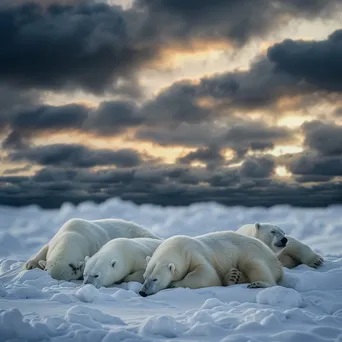 Polar bears resting on a snowy tundra with a dramatic sky - Image 4