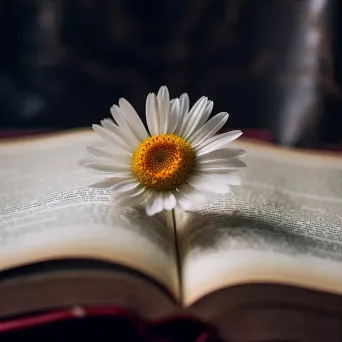 Single daisy flower with yellow center on open book - Image 3