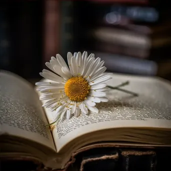 Daisy Flower on Open Book