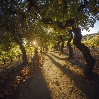 Ancient pathway in vineyard with sunlit grapevines - Image 2