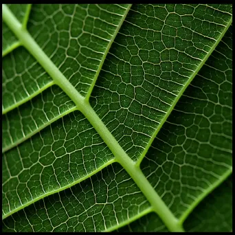 fractal leaf design - Image 4