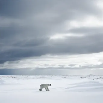 Polar bear in Arctic - Image 4