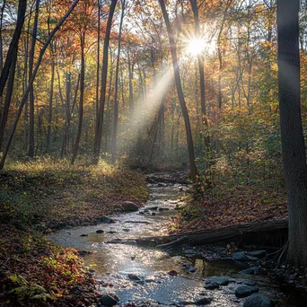 Woodland clearing in autumn with colorful leaves and a small creek. - Image 4