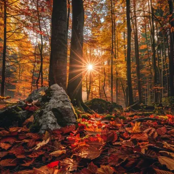 Colorful autumn forest with fiery leaves under golden sun - Image 2