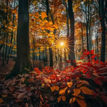 Colorful autumn forest with fiery leaves under golden sun - Image 3