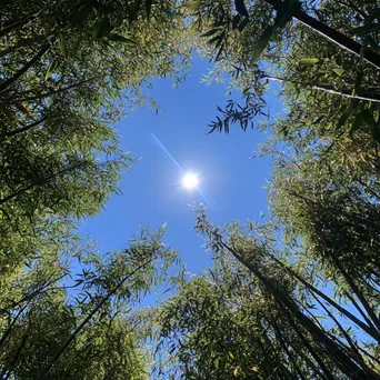 Tall bamboo stalks against a clear blue sky - Image 1