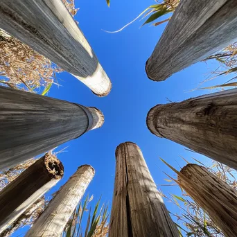 Tall bamboo stalks against a clear blue sky - Image 2