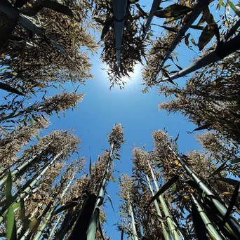 Tall bamboo stalks against a clear blue sky - Image 3