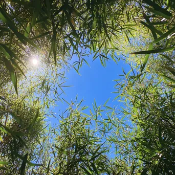 Tall bamboo stalks against a clear blue sky - Image 4